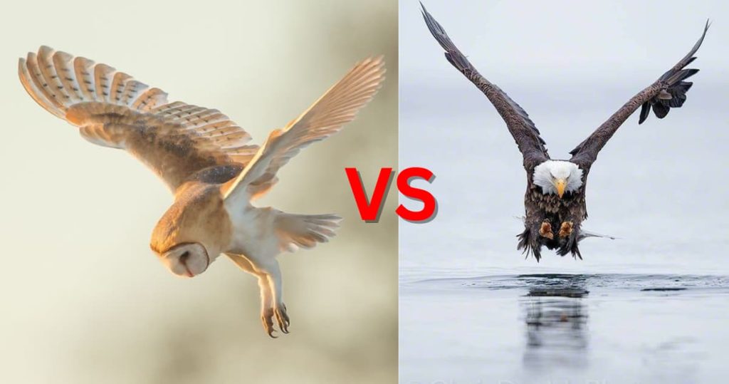 Owl talons vs eagle talons