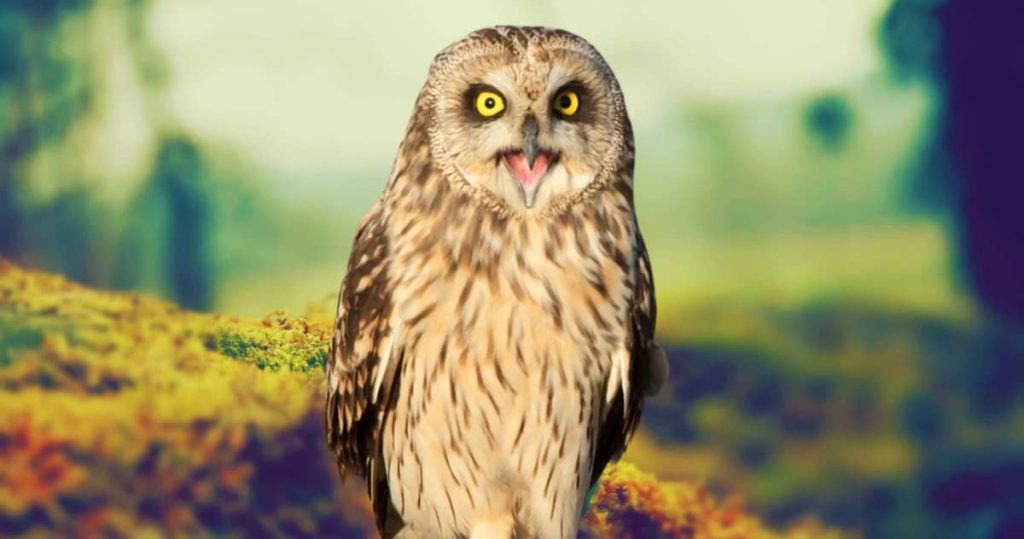 Short-eared owl open mouth