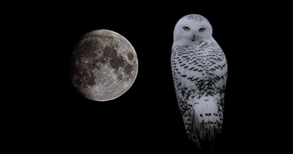 Snowy owl in moonlight