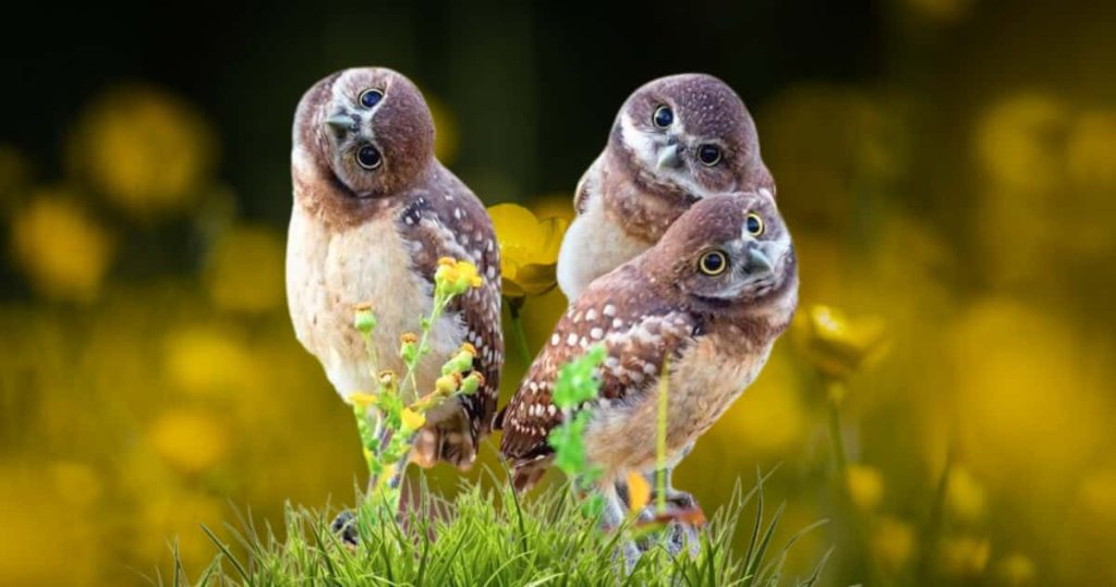 Three burrowing owls