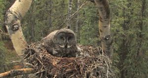 What does an owl's nest look like