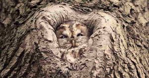 Why do owls camouflage