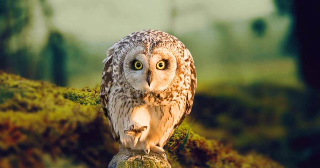 angry short-eared Owl