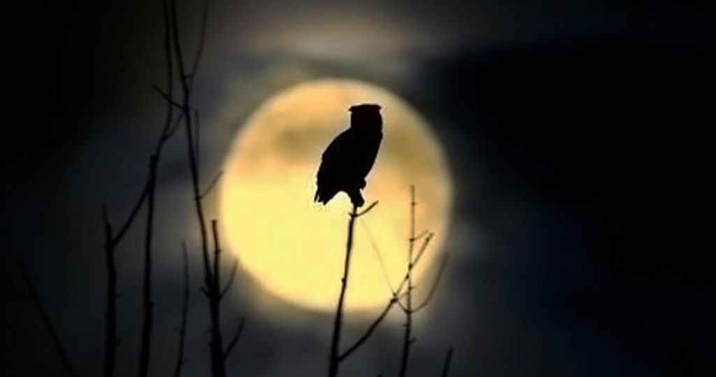 owl in moonlight