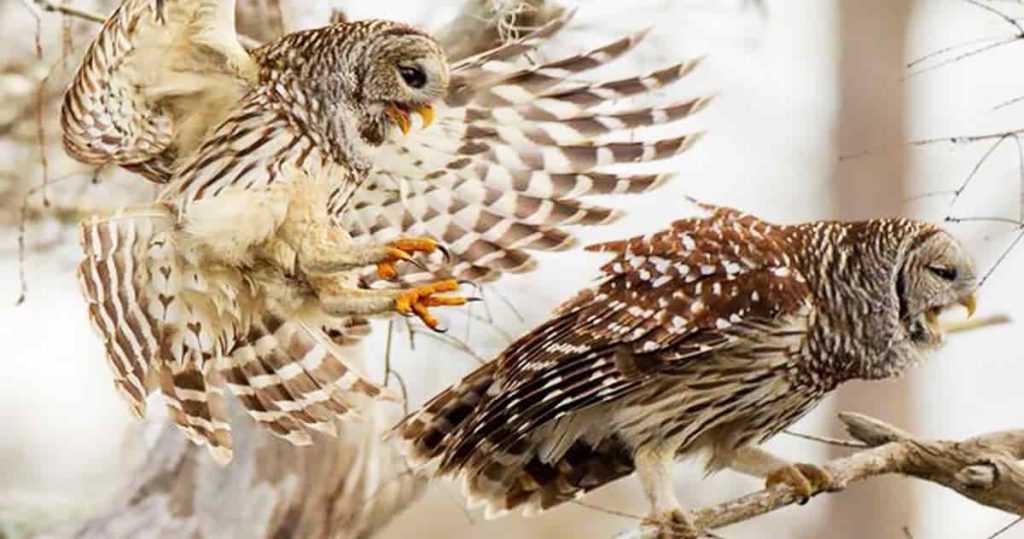 pair Barred owl