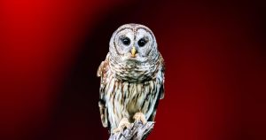 round face owl