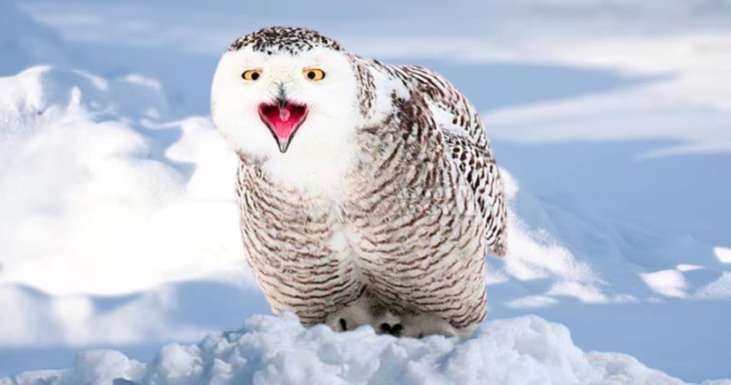 snowy owl open mouth