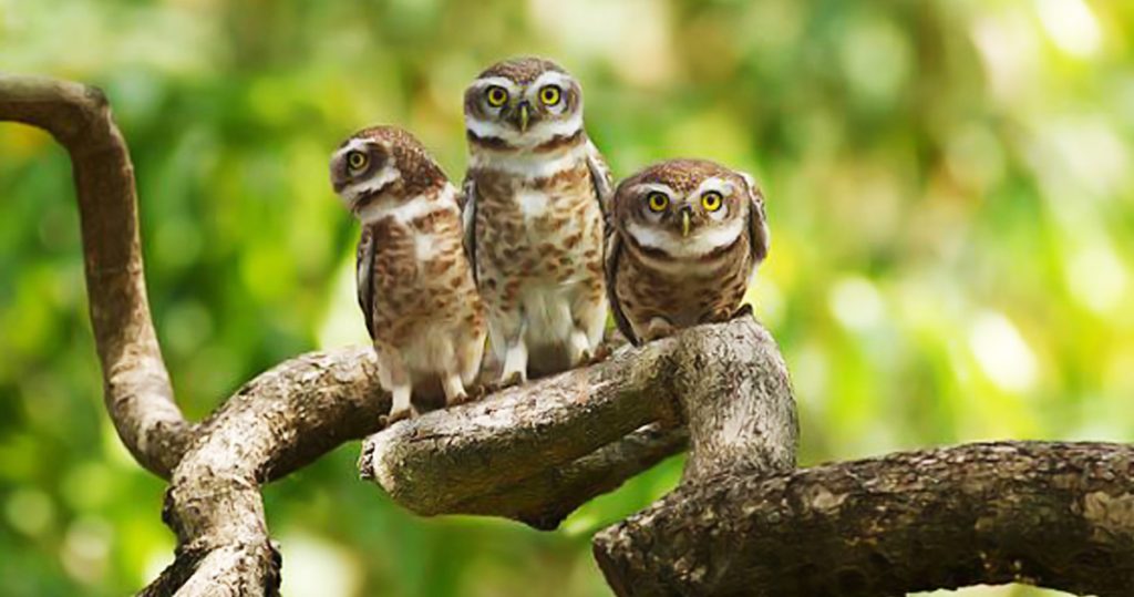 three little owl stand on a branch