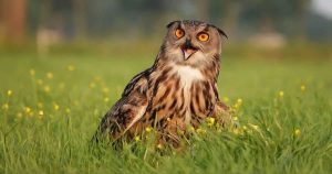 great horned owl on the grass